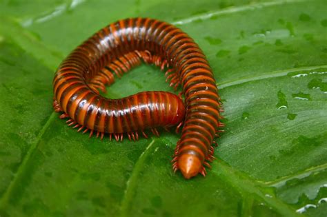 Centipedes Wild Animals News And Facts