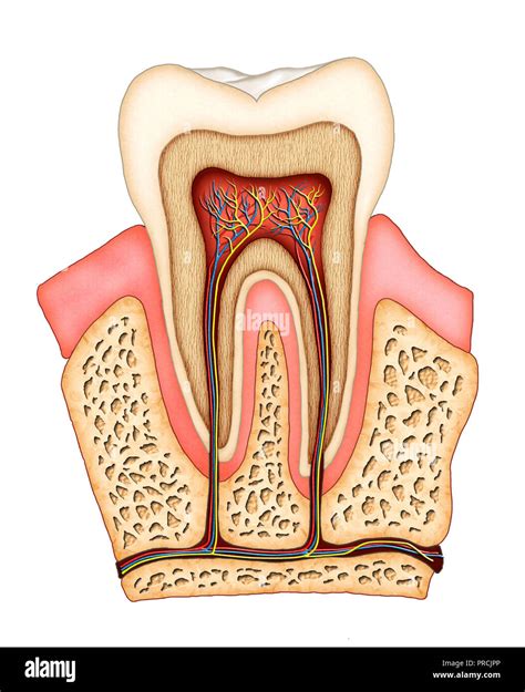 Section Of A Molar Showing Its Internal Structure Digital Illustration