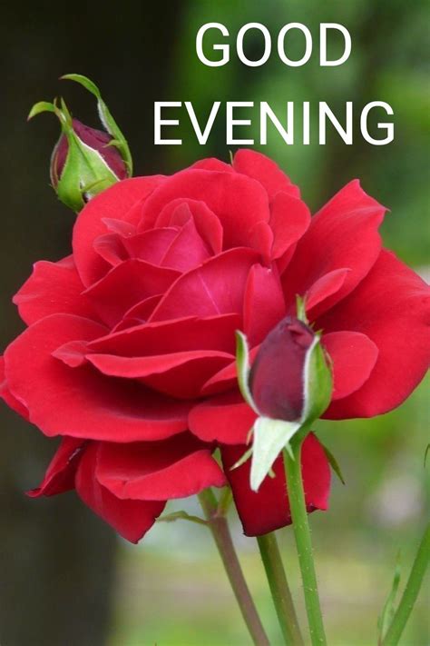 Good Evening Beautiful Rose Flowers Pretty Roses Amazing Flowers My