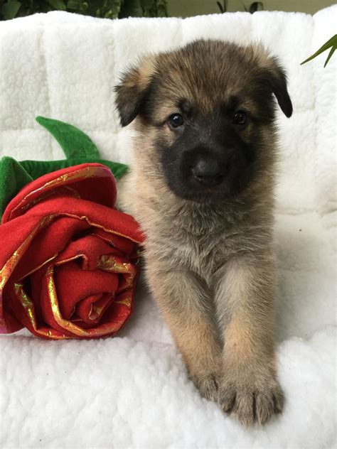 The german shepherd dog is unusually intelligent and unconditionally loyal, obedient, brave, and protective. German Shepherd Puppies For Sale | Tampa, FL #131956