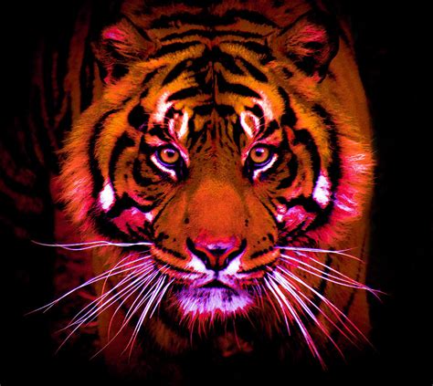 Colorful Tiger Photograph By Lyndee Miller Is Fierce Ambition Imagery