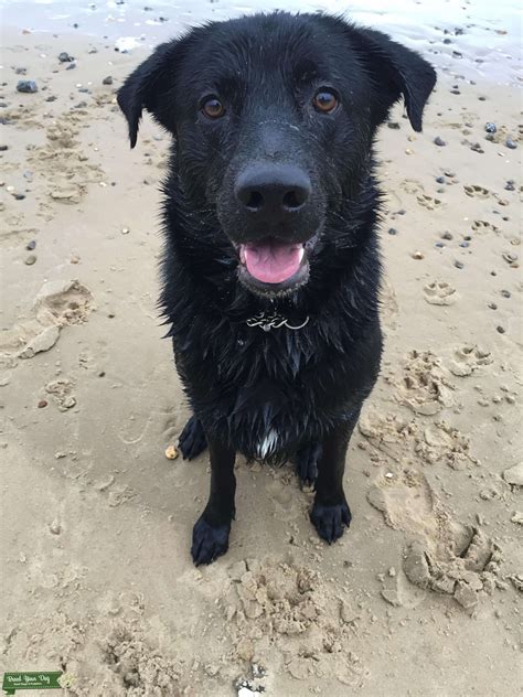 First of all, major kennel clubs only recognize the three primary colors, however red and white labs may just be a false interpretation. Stud Dog - Black Labrador / Alsatian Cross available for ...