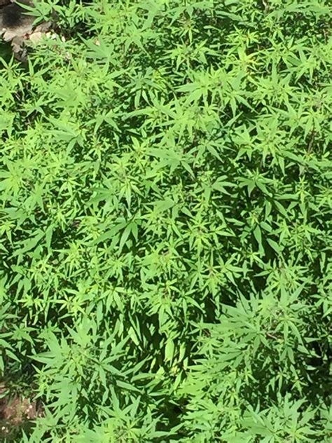 Weeds commonly submitted to the virginia weed identification clinic appear in the list of weeds. Weed ID | TexAgs