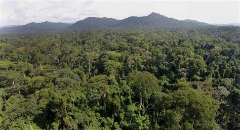 Congo Basin Rainforest Threatened By Palm Oil And Logging Interests