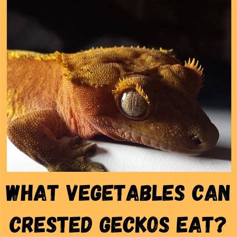 What Vegetables Can Crested Geckos Eat 11 Safe Vegies