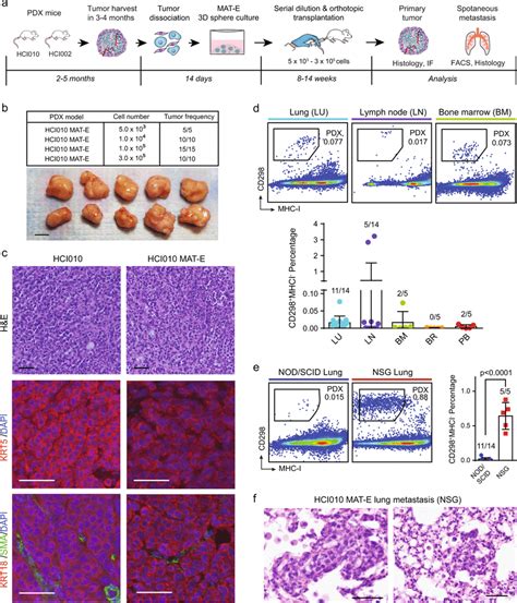 Pdx Tumor Sphere Cells Maintain Tumorigenic Potential And Form