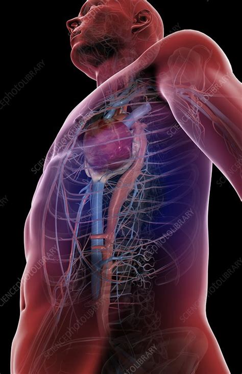 Blood vessels can be damaged by the effects of high blood glucose levels and this can in turn cause damage to organs, such as the heart and eyes, if. The blood vessels of the upper body - Stock Image - C008/1287 - Science Photo Library