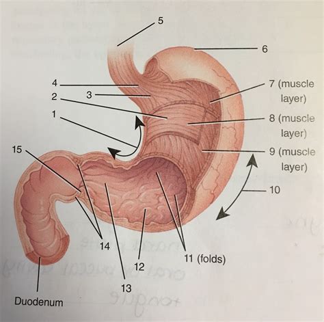 Esophagus And Stomach Diagram Quizlet