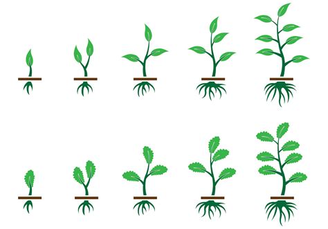 Grow Up Plant Vector Download Free Vector Art Stock Graphics And Images