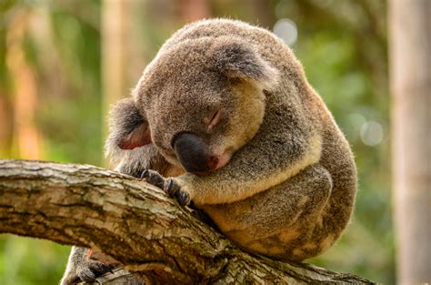Every free wallpaper is shot in hd and optimized for your screen. 4K Sleeping Animals Wallpapers High Quality | Download Free