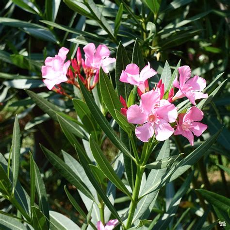 Oleander Pink — Green Acres Nursery And Supply