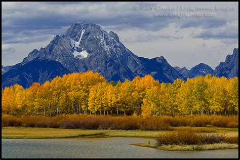 Picture Golden Aspen Trees In Autumn Below Mount Moran At Oxbow Bend