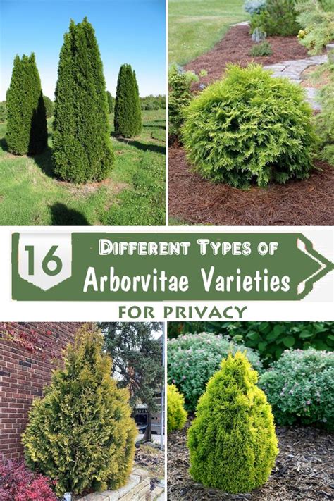 Here Are The Different Types Of Arborvitae Varieties For Privacy Grow