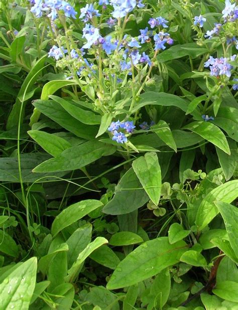 Photo Of The Leaves Of Chinese Forget Me Not Cynoglossum Amabile