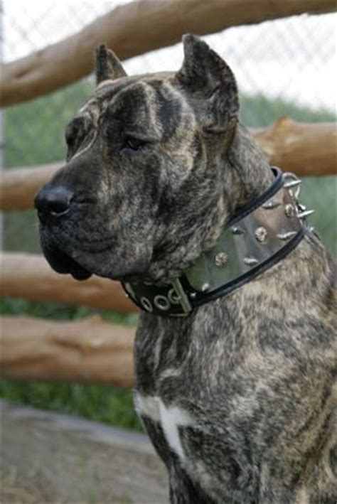 Check spelling or type a new query. Presa Canario (spanish mastiff) | Breeds of Dogs I Admire ...