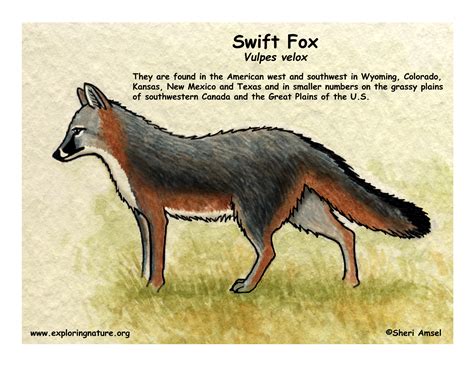 Swift Fox Coloring Download Swift Fox Coloring For Free 2019