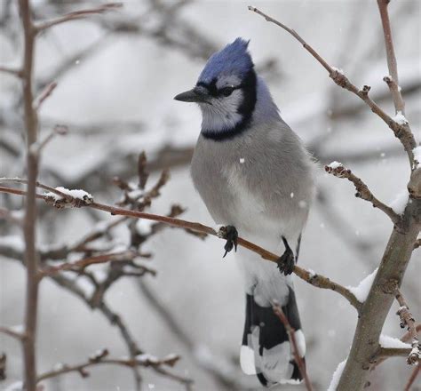 Bluejay Birds And Blooms