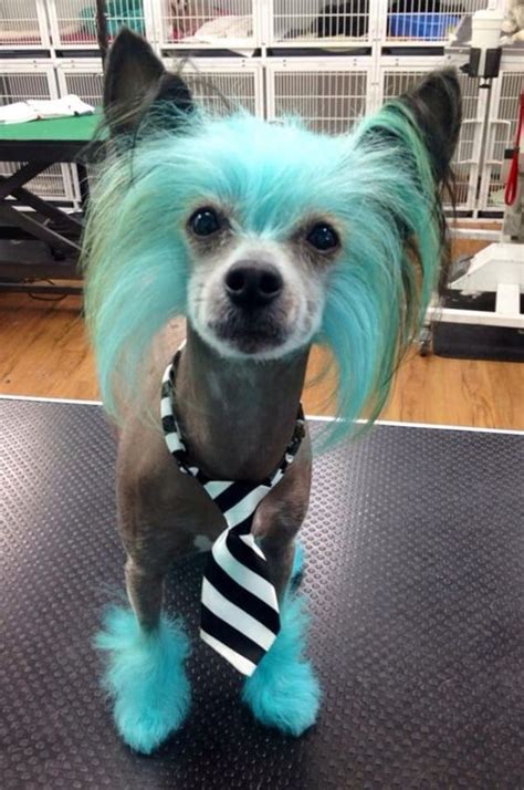 30 Awesome Dog Grooming Types Pet Care Stores