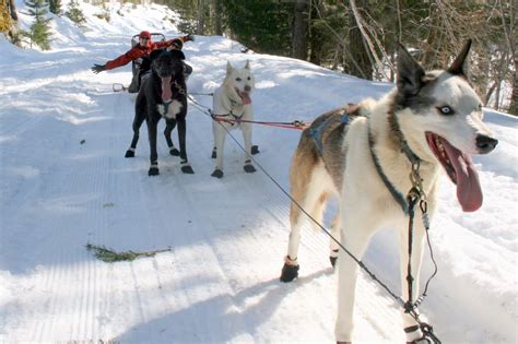 Dog Sledding Tours I Adventure I Whistler Bc Canada