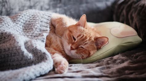 Cats are definitely unique and sometimes quirky. Why Does My Cat Sleep On My Head? - FetchFind Blog