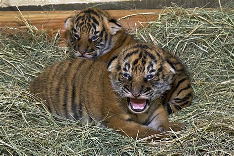 Photos 36 Adorable Zoo Babies Born In 2011 Budget Travel
