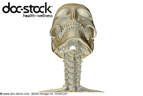 An Anterior View Of The Bones Of The Head And Neck Royalty Free