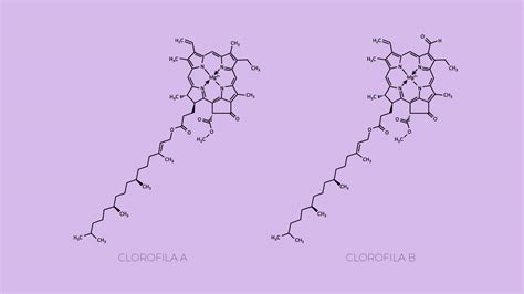 Molécula De Clorofila B