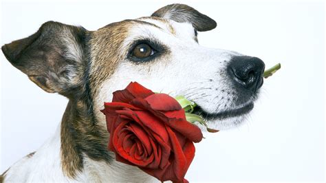 Beautiful Dog Love Rose Pics Wallpapers Hd Desktop And Mobile Backgrounds