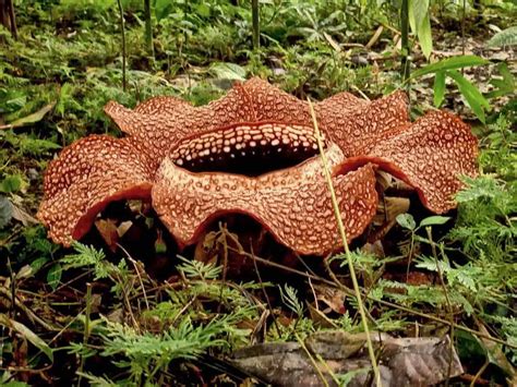 Big And Stinky Rafflesia Arnoldii The Largest Flower On Earth