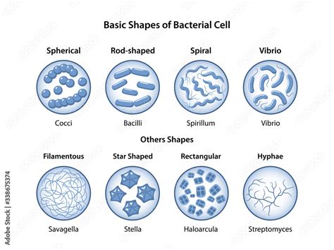 Vecteur Stock Basic Shapes Of Bacteria Microbiology Types Of Shapes
