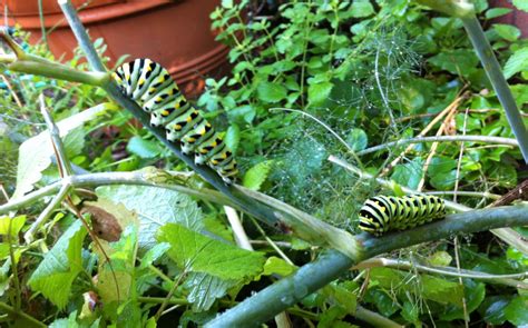 Swallowtail Caterpillar Feature Spotts Garden Service