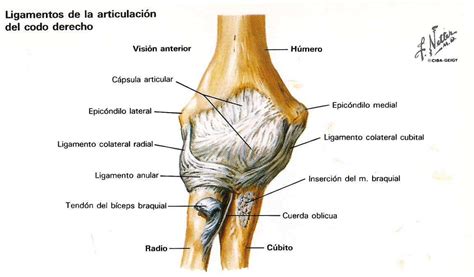 Articulación del codo at emaze Presentation