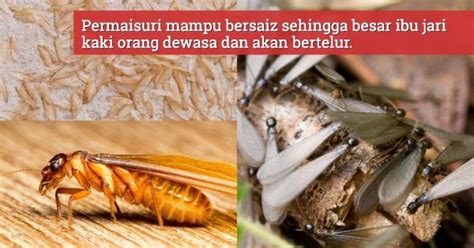 Using this collocation dictionary to this is because a collocation is so often used in english speech and writing, so mastering the use of them is essential for you to be able to speak and. Kemana 'Hilangnya' Kekatu Selepas Tertanggal Sayap, Sama ...