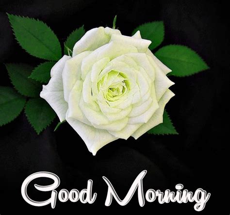 Then have a look at these sweet good morning messages and read. white beautiful rose with good morning image - Free Good ...