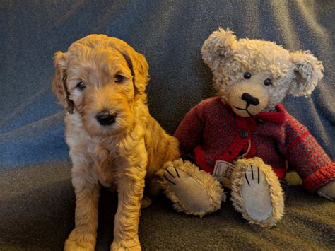 Meet mary czewski, an elite related searches: Goldendoodle Puppies For Sale | Midland, MI #273954
