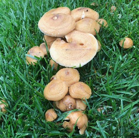 Mushrooms in Lawn? How to Manage the Fungus Among Us » The Money Pit gambar png