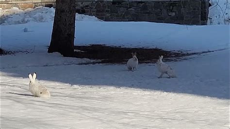 Two Jackrabbits Possibly Fighting Over A Mate In Early Spring Youtube