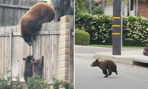 video runaway bear cub tests mama s patience as she helps her cubs climb a fence the epoch times