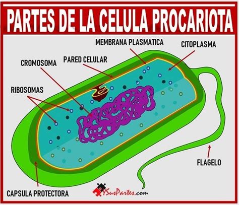 La Celula Procariota Y Sus Partes Listado Y Sus Partes Gambaran