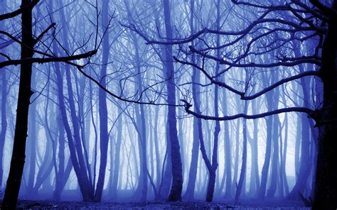Blue Forest Wallpapers Top Free Blue Forest Backgrounds Wallpaperaccess