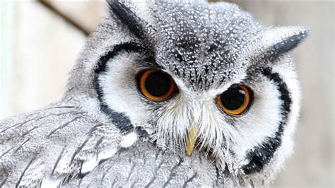 Cute Owl Mac Wallpaper Download Allmacwallpaper