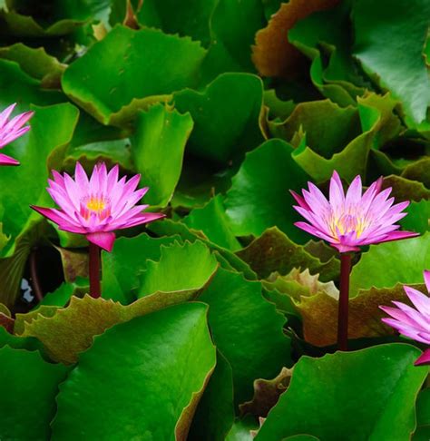 Yup, tanaman yang memiliki daun hijau ini sering kita temukan di kolam, danau, atau perairan yang tenang. Kumpulan gambar untuk Belajar mewarnai: Gambar Bunga ...