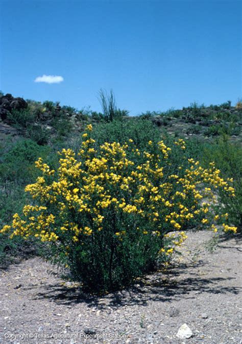 Texas Native Plants Database