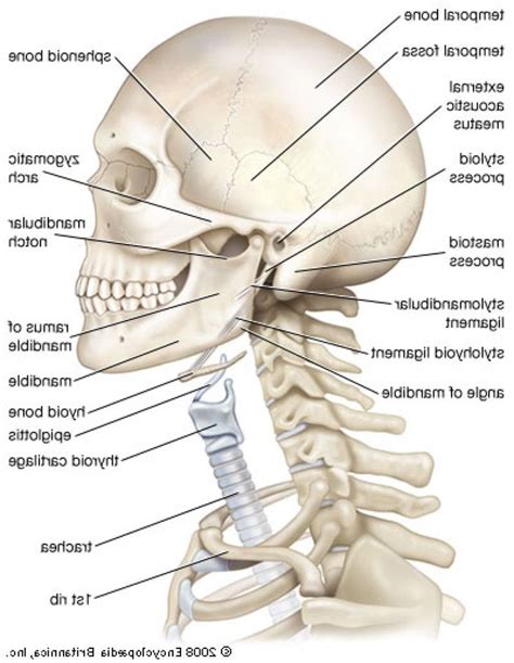 Bones In Neck Diagram Human Anatomy Body In 2021 Anatomy Bones