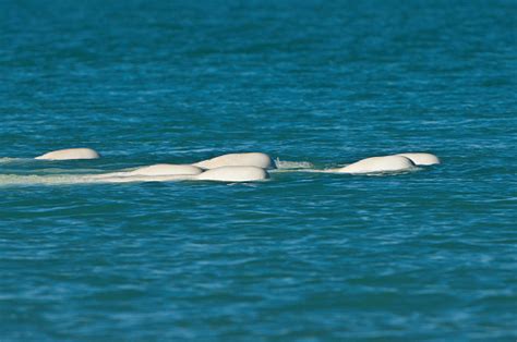 Beluga Whale Or White Whale Delphinapterus Leucas Cunningham Inlet