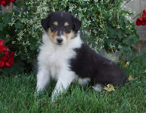 Akc Registered Lassie Collie For Sale Fredericksburg Oh Male Tyler
