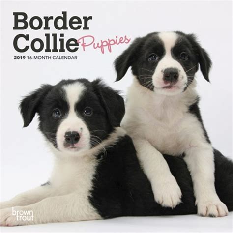 Border Collie Puppies 2019 Mini Wall Calendar Dogdays 2022 Calendar