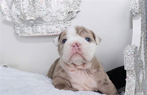 As what you save in price at the beginning, you may make up for in vet visits later if you catch my drift. Esther Teacup English Bulldog