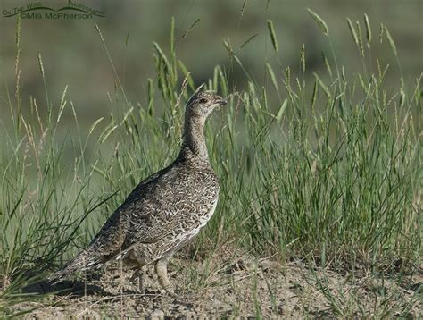 Female Greater Sage Grouse On The Wing Photography