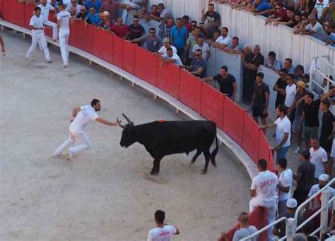 Grabbing The Ribbon From The Bull At La Course Camarguaise J Chung